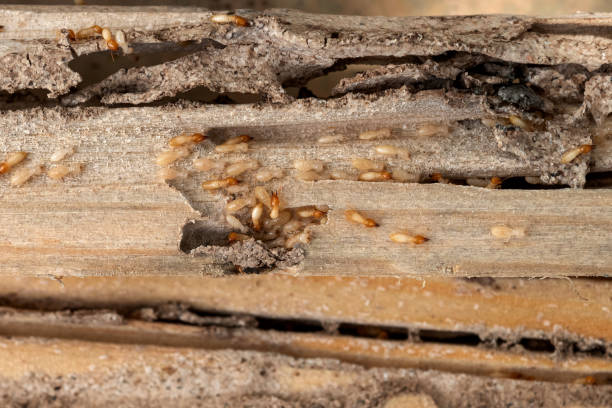 Best Best Pest Control Companies  in Nichols Hills, OK